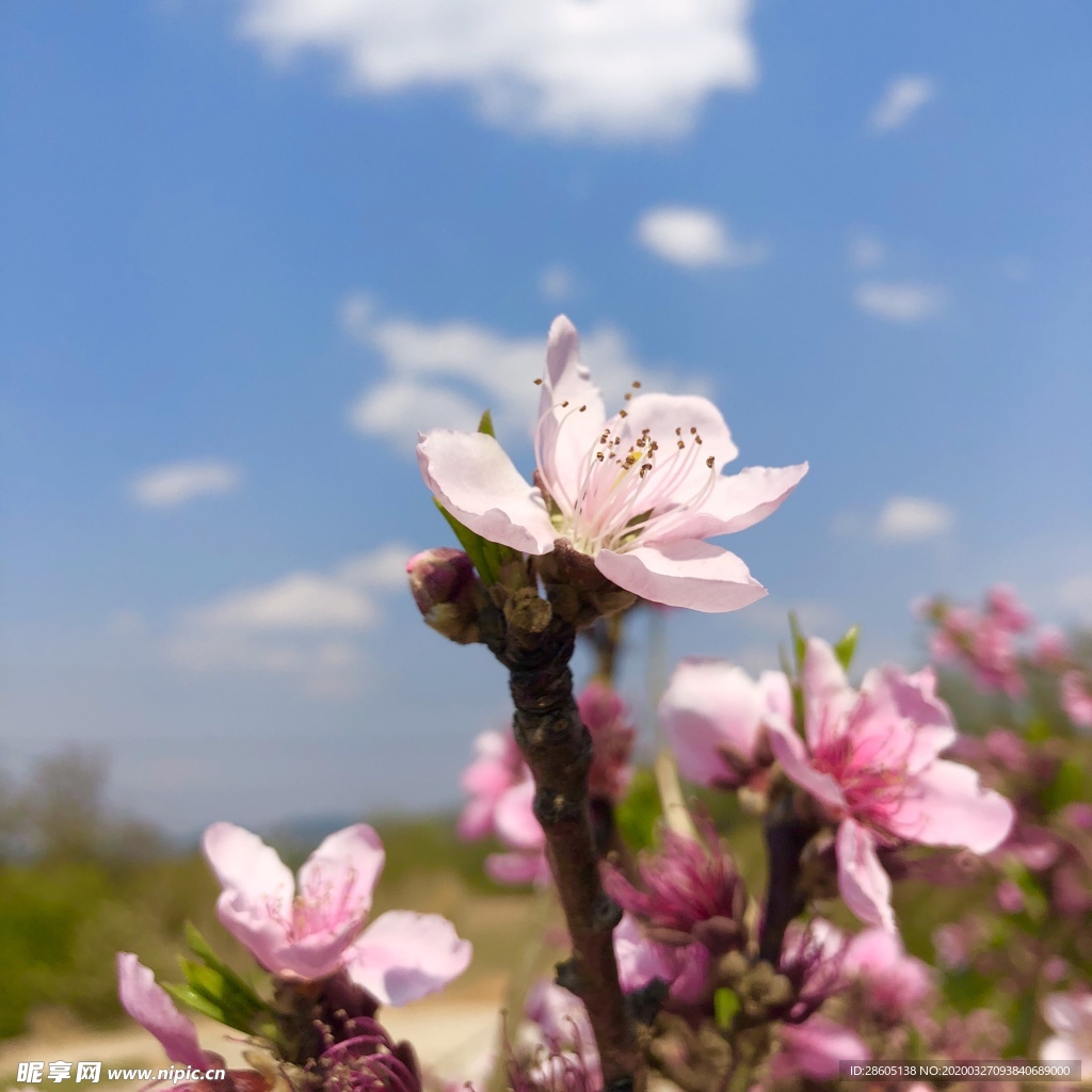 桃花