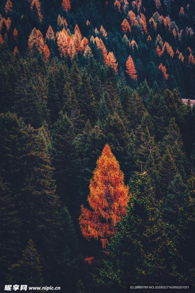 意境森林