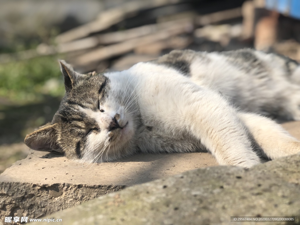 狸花猫