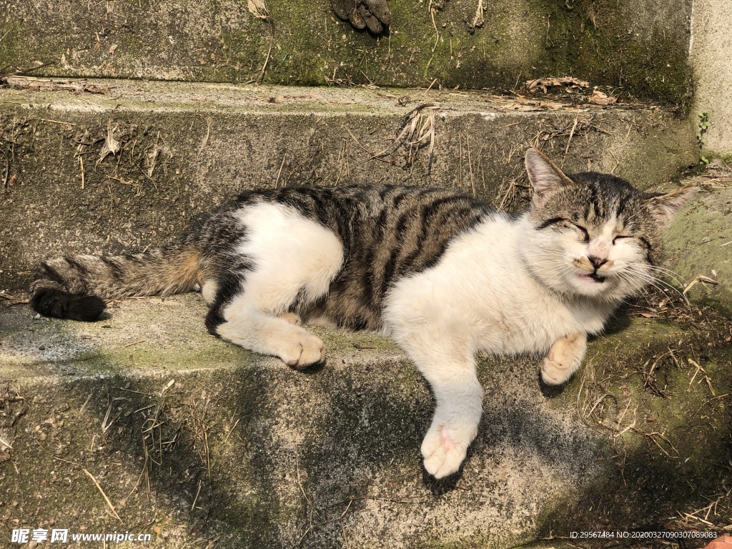 狸花猫