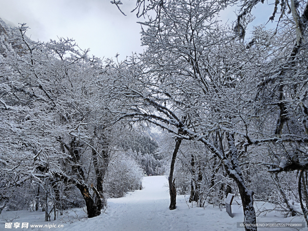 雪景