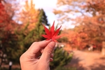 手拿枫叶