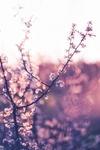 开花