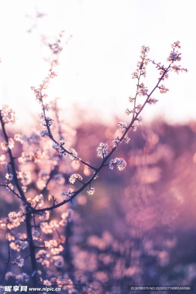 开花