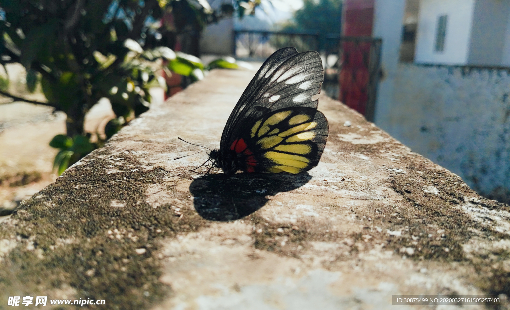 阳光下的蝴蝶