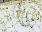 雪中草