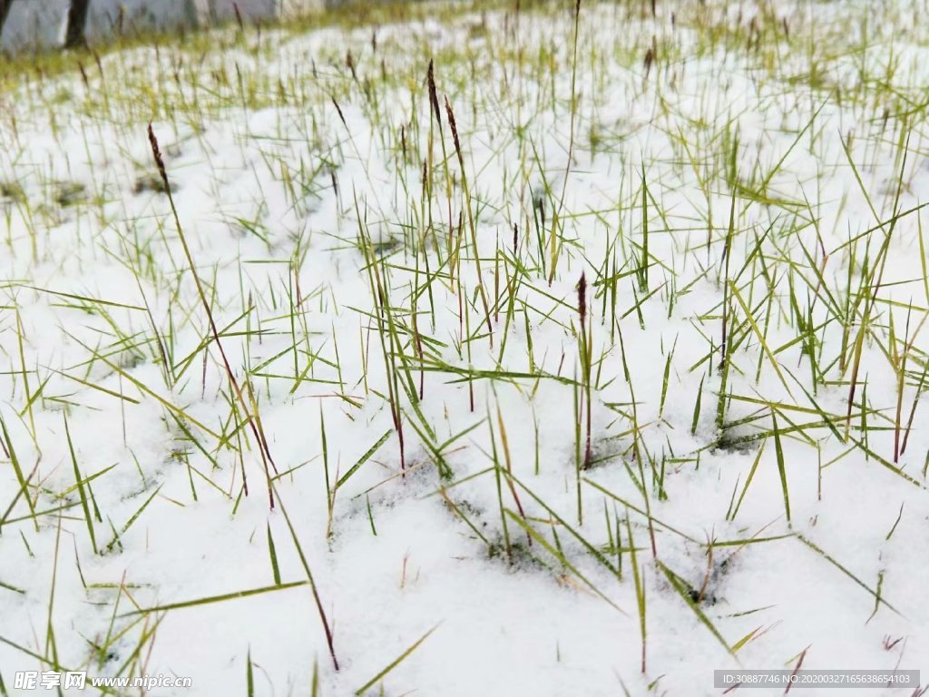 雪中草