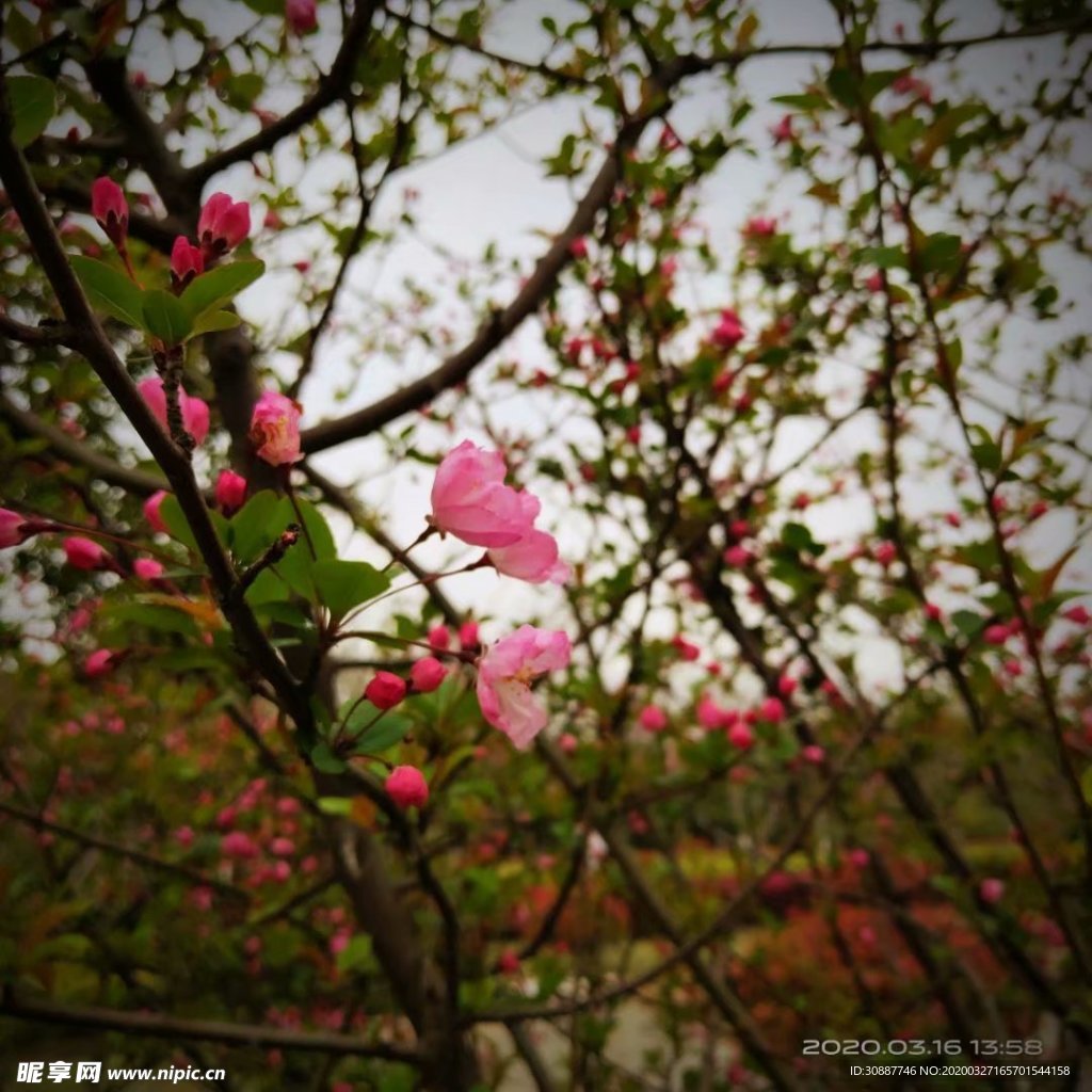 桃花