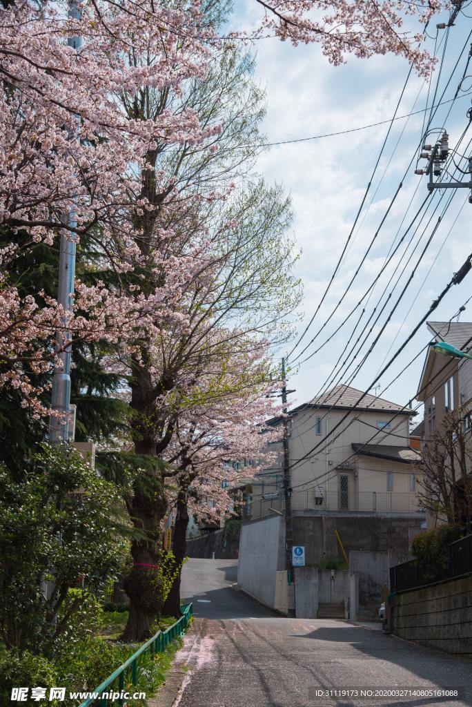 樱花
