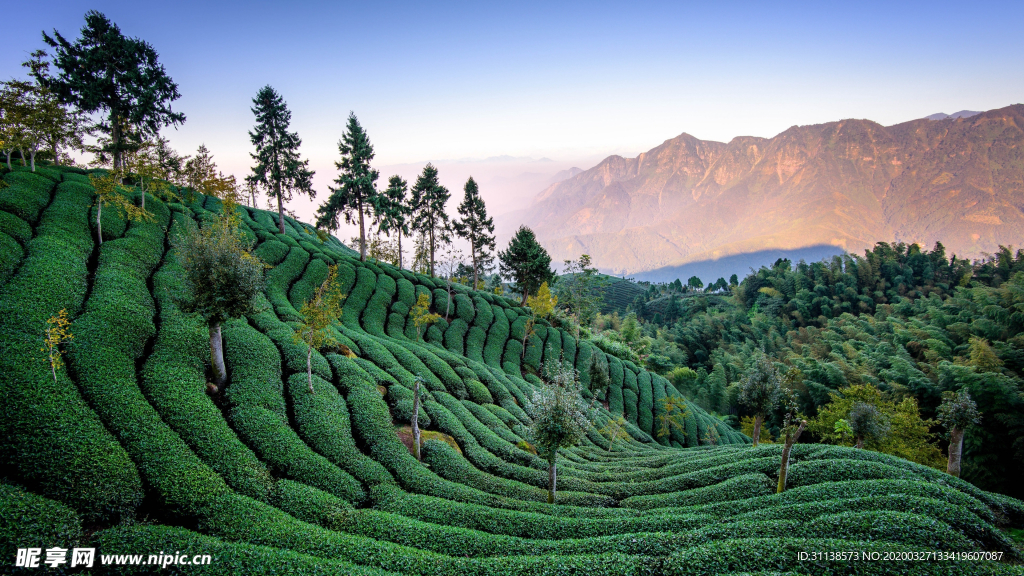 层叠茶园