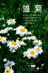 雏菊海报