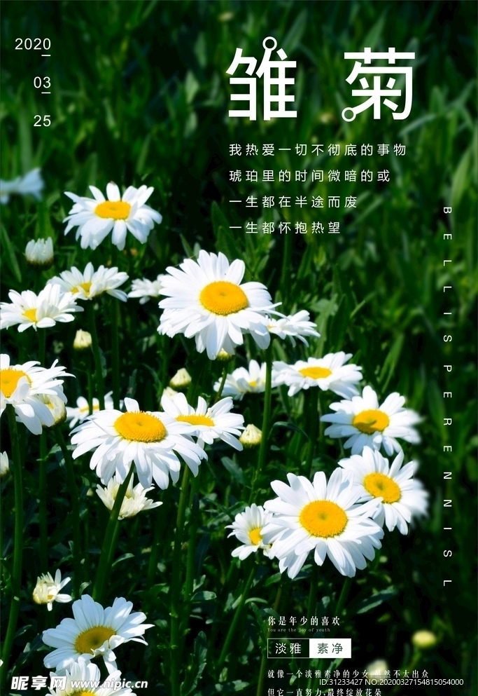 雏菊海报
