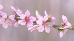 春天 桃花 油菜花