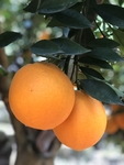 伦晚 脐橙