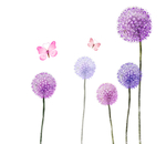 蒲公英