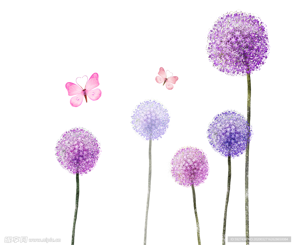 蒲公英