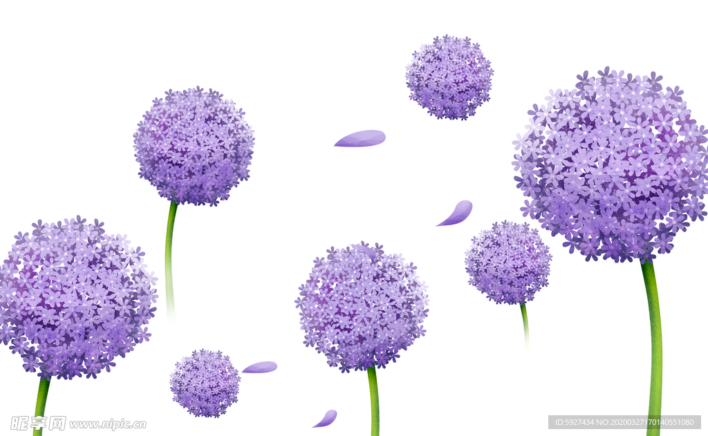 蒲公英