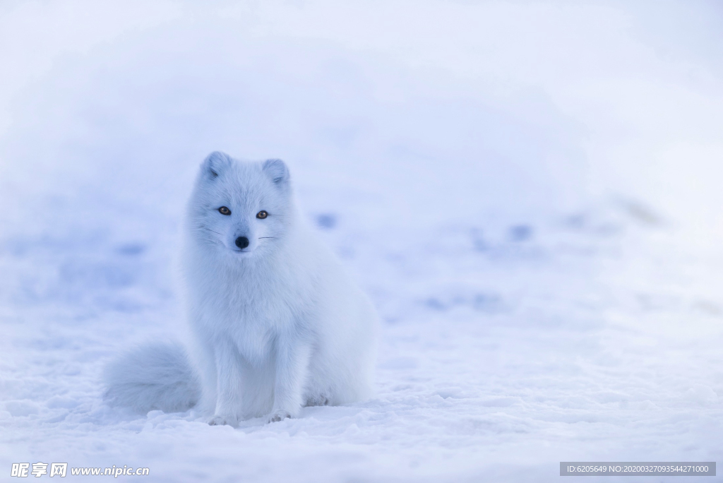 雪地里的白色狐狸