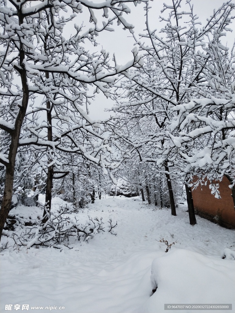 雪景树枝