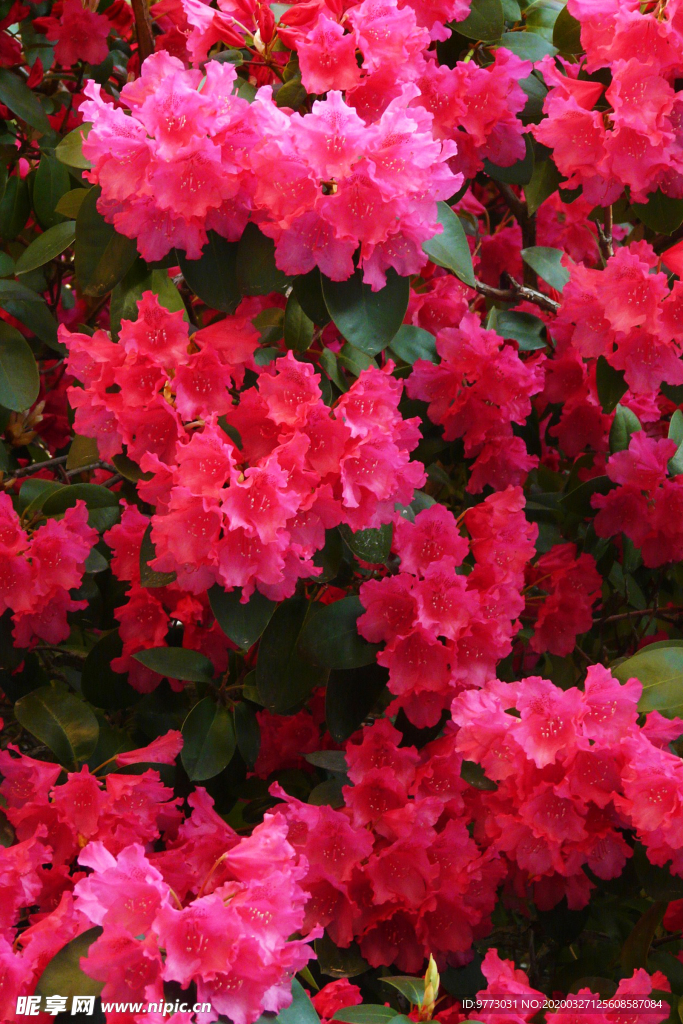 杜鹃花