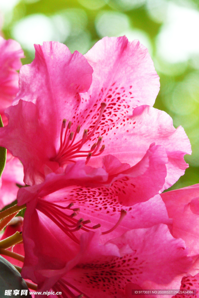 杜鹃花