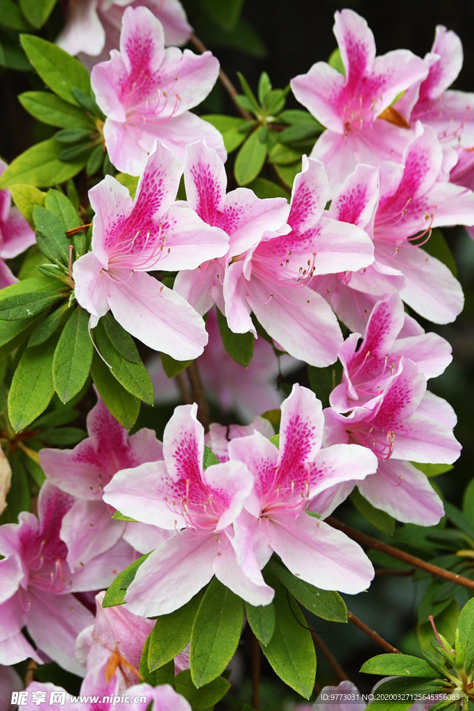 杜鹃花