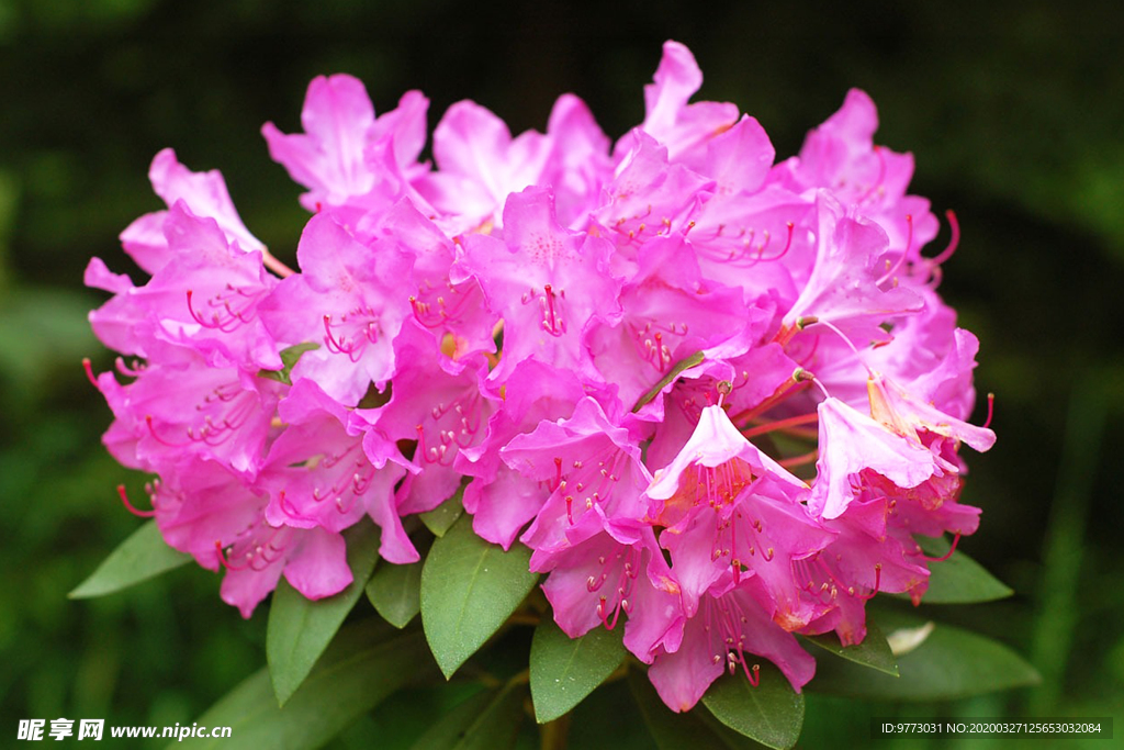 杜鹃花