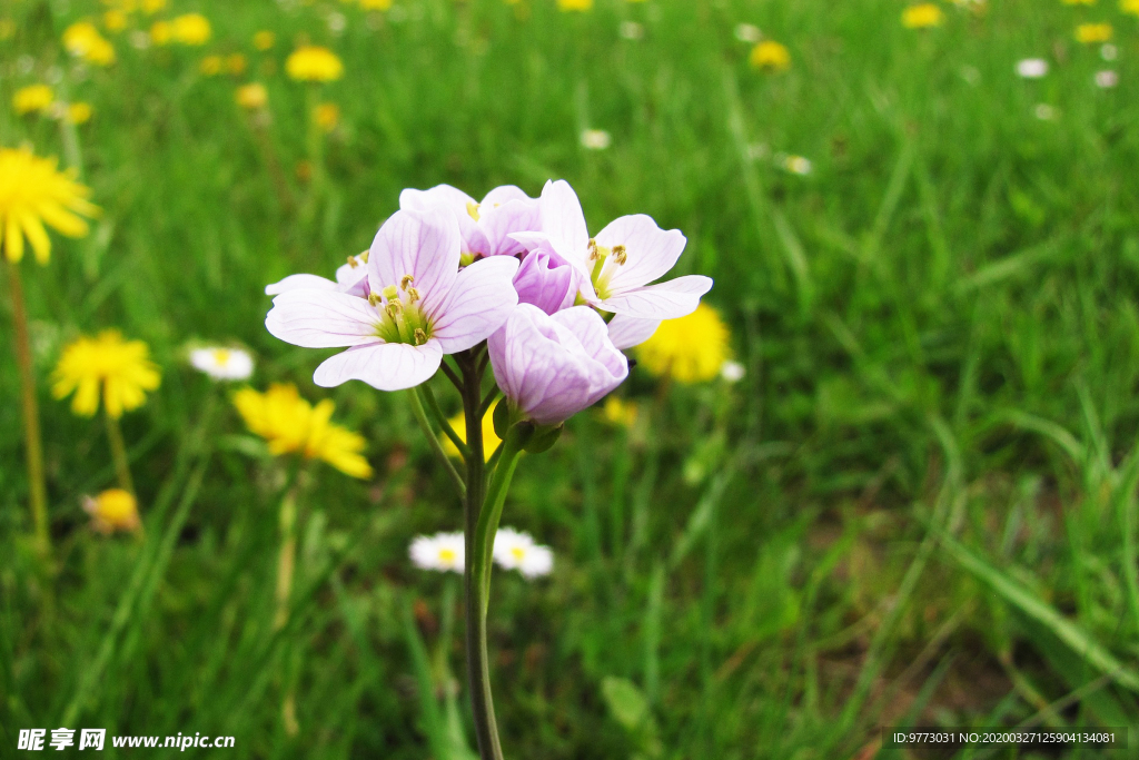 杜鹃花