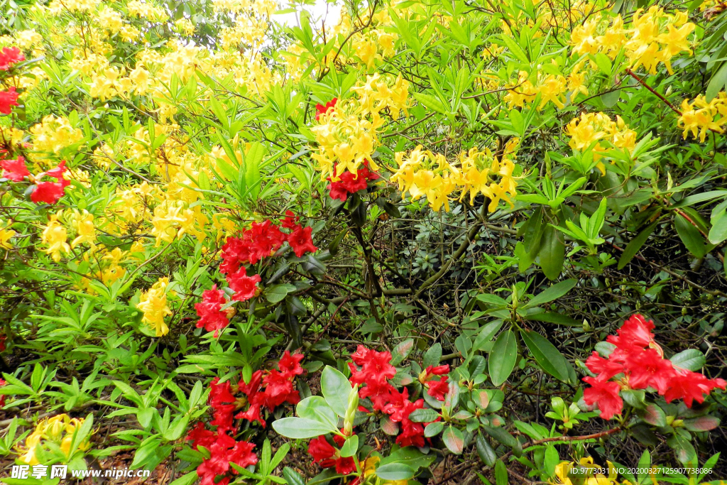 杜鹃花
