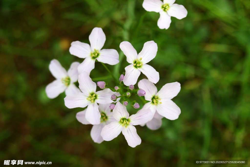 杜鹃花