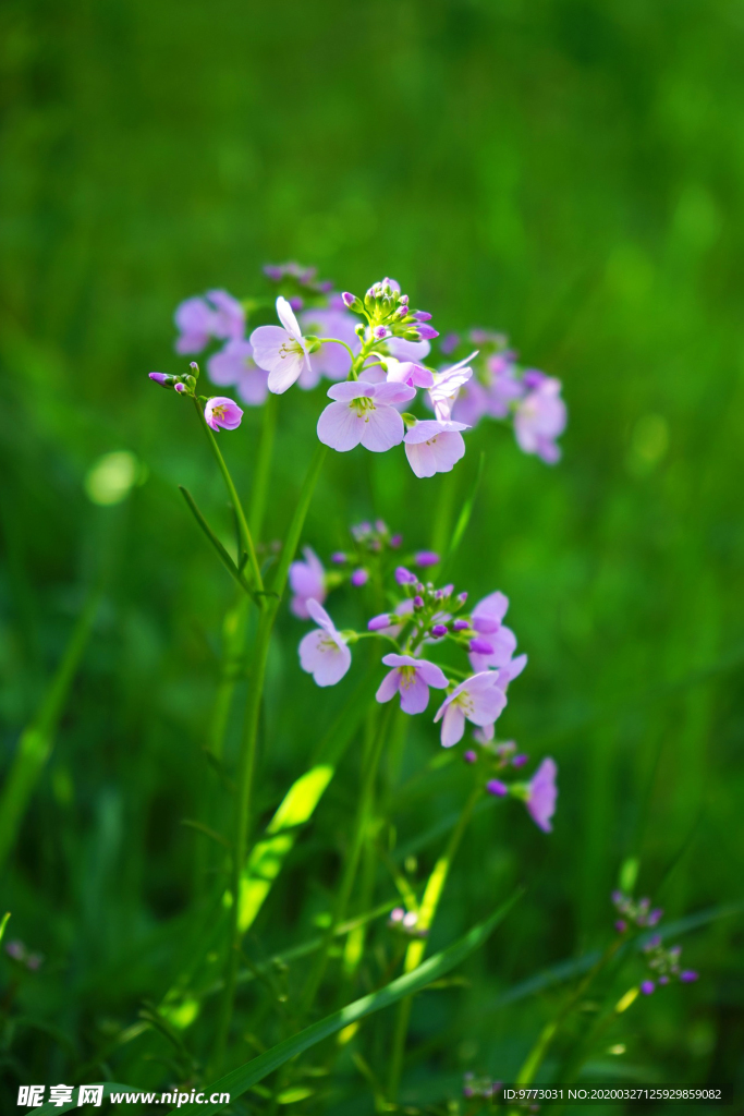 杜鹃花