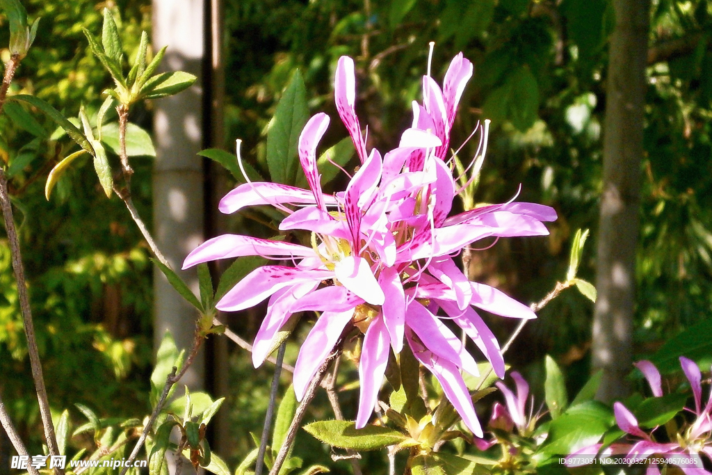 杜鹃花
