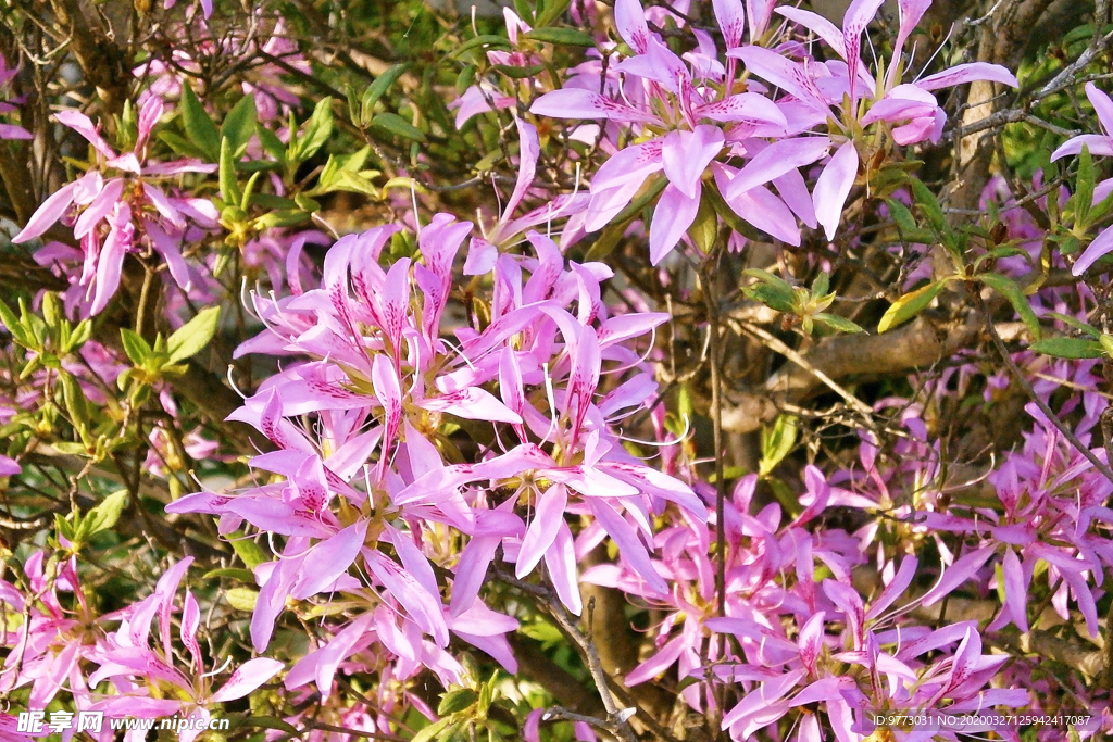 杜鹃花