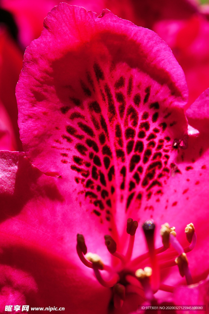 杜鹃花