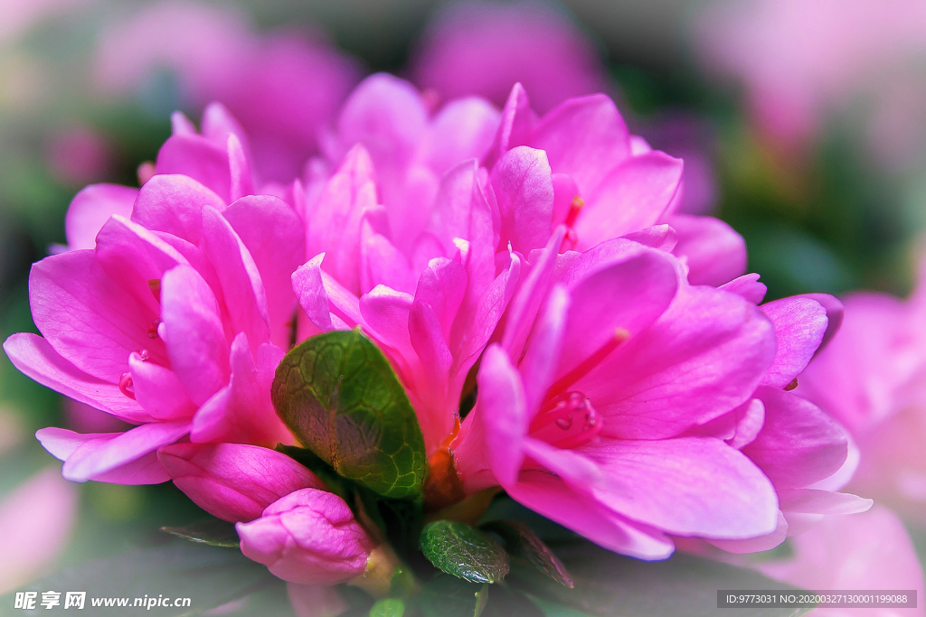 杜鹃花