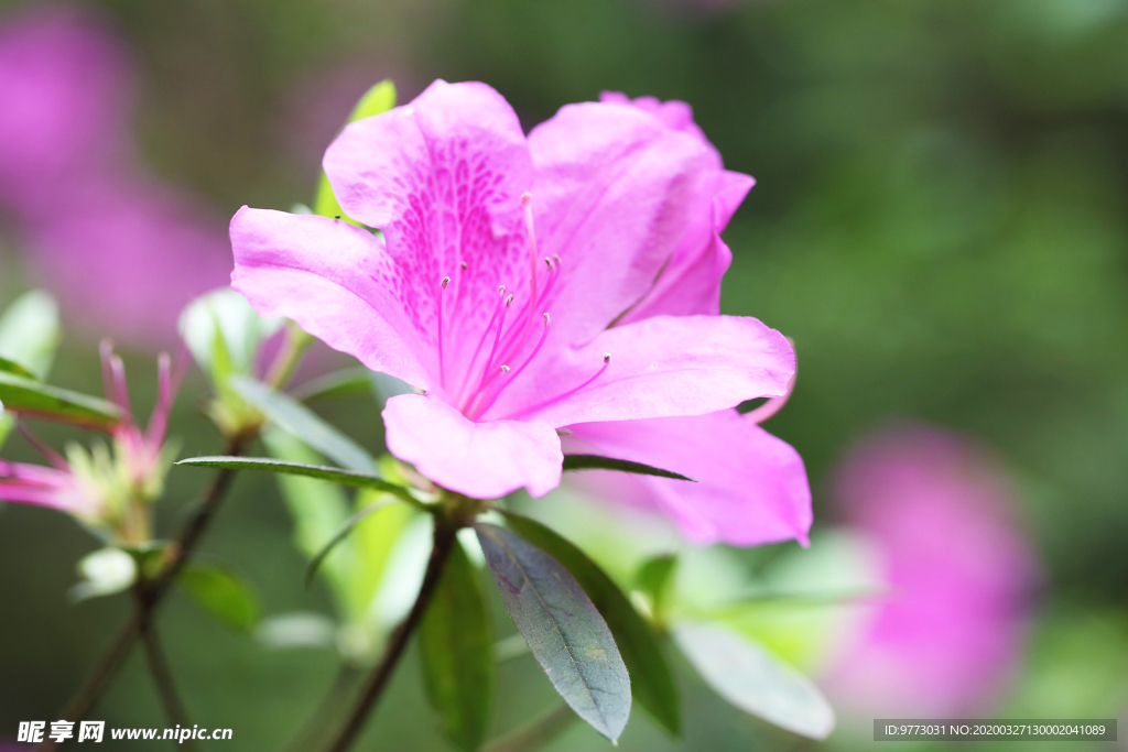 杜鹃花