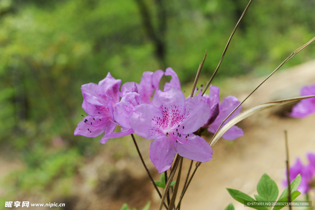 杜鹃花