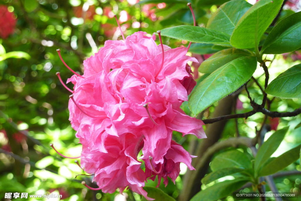 杜鹃花