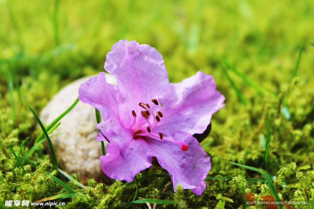 杜鹃花