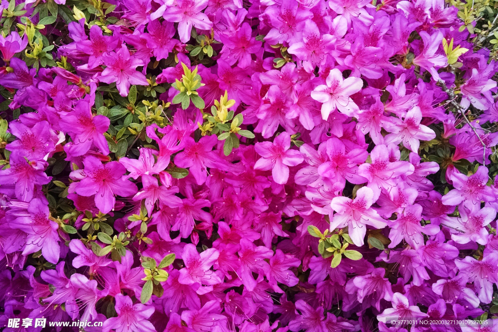 杜鹃花
