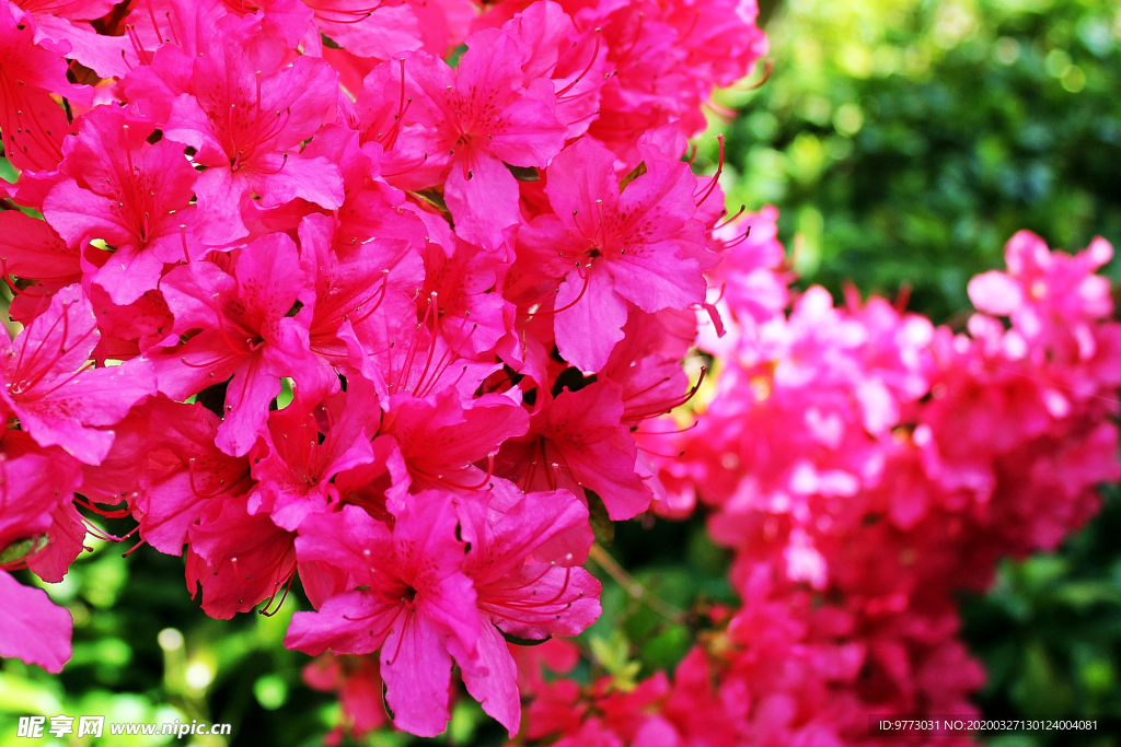 杜鹃花