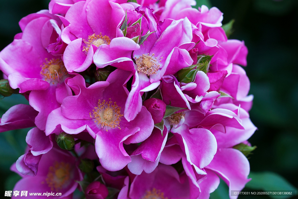 杜鹃花