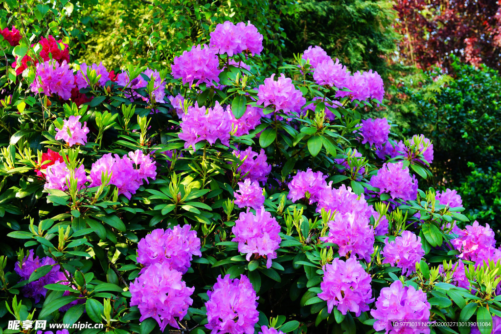 杜鹃花