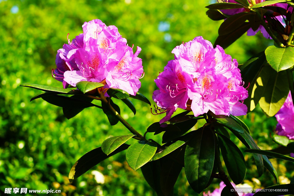 杜鹃花