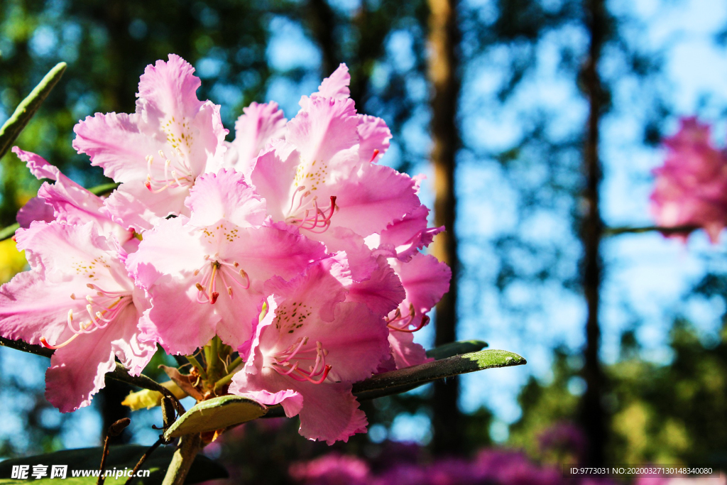 杜鹃花