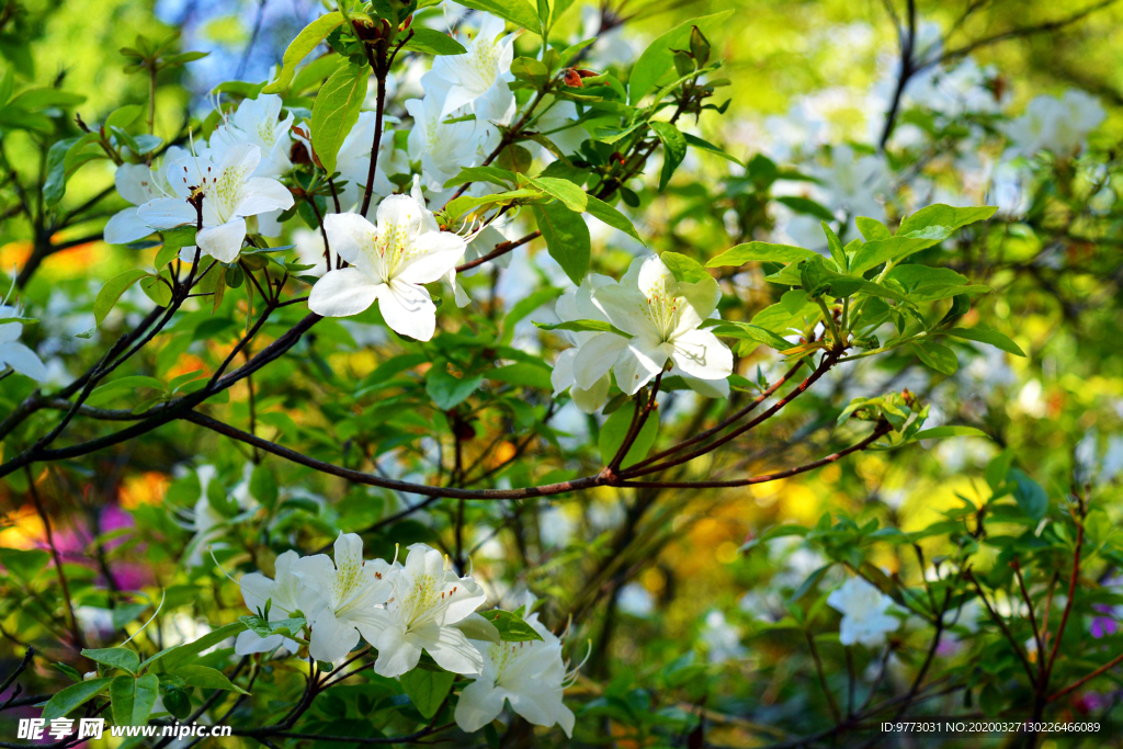 杜鹃花