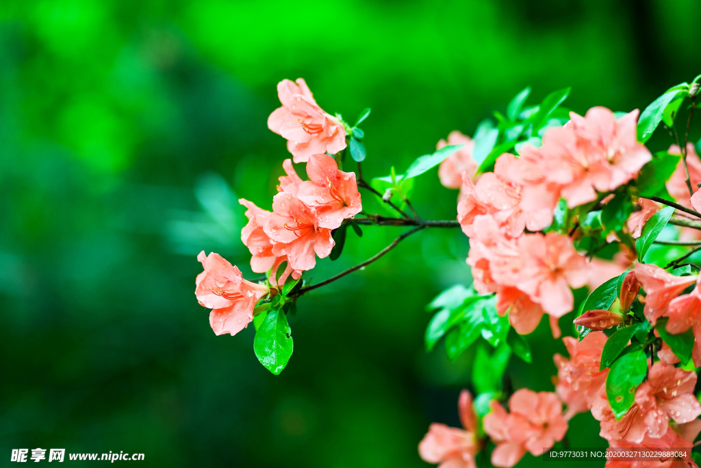 杜鹃花