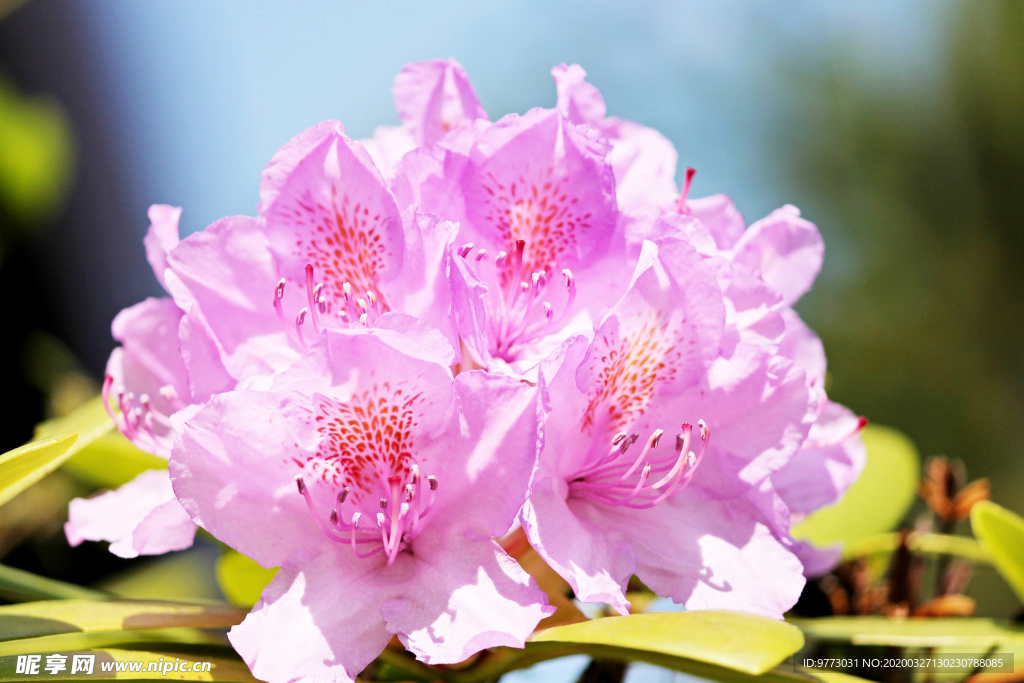 杜鹃花