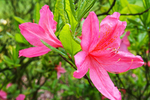 杜鹃花