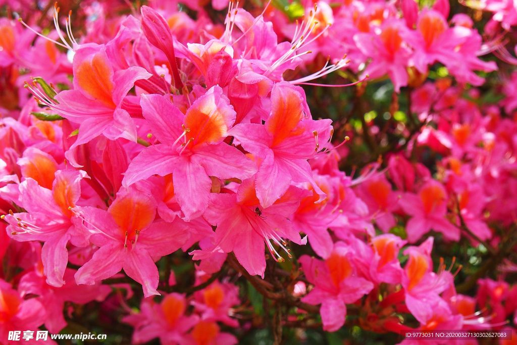 杜鹃花